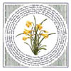 Daffodils
