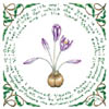 AUTUMN CROCUS: GROWING OLD
