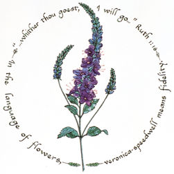 Veronica by Susan Loy